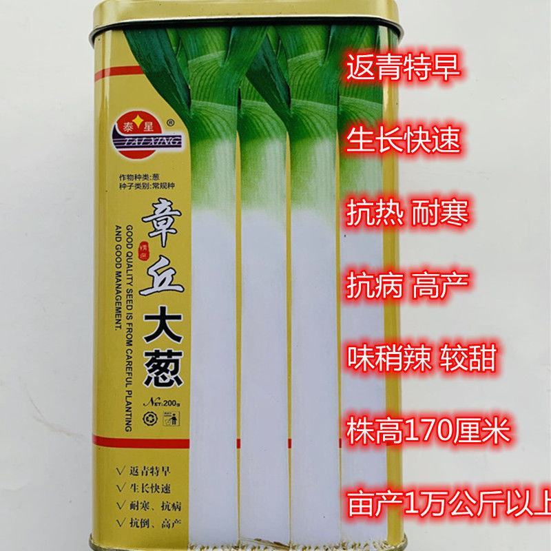 大葱种子原种章丘巨葱王章丘大葱种籽200g白高生长快抗病