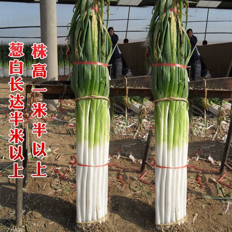 大葱种子原种章丘巨葱王章丘大葱种籽200g白高生长快抗病