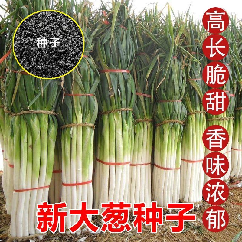大葱种子原种章丘巨葱王章丘大葱种籽200g白高生长快抗病