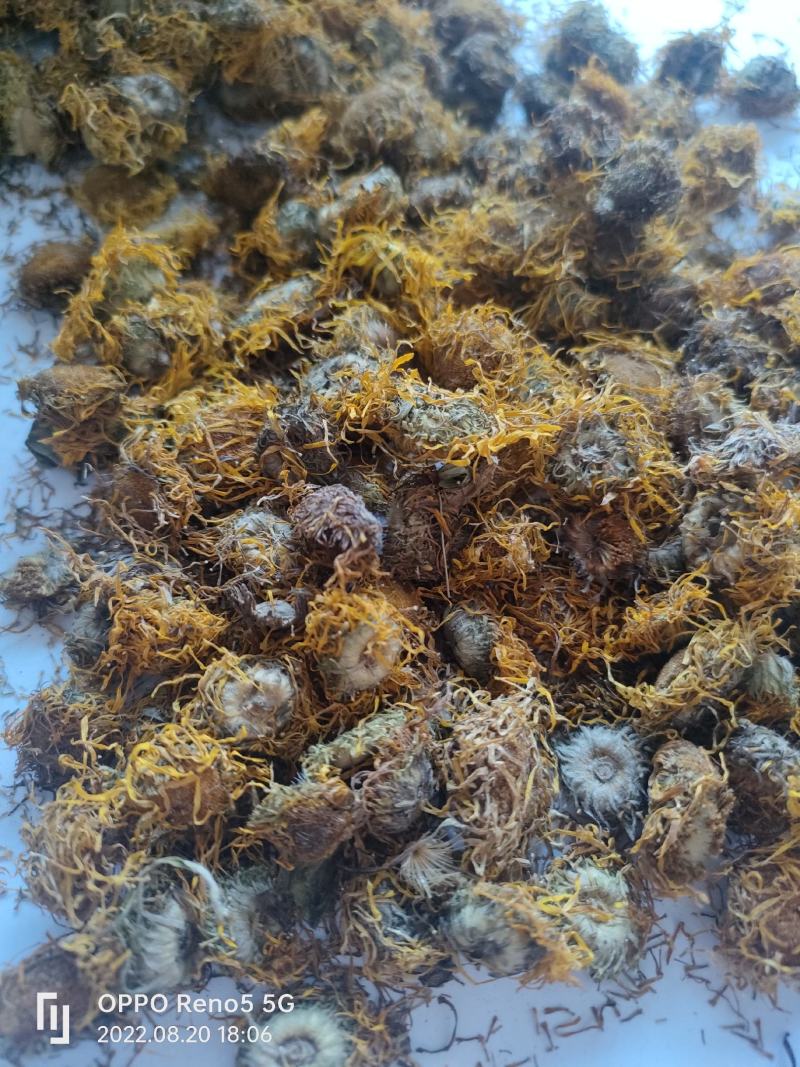 （热销）旋覆花旋复花大货收购量多从优实物拍摄地道药材