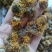 （热销）旋覆花旋复花大货收购量多从优实物拍摄地道药材