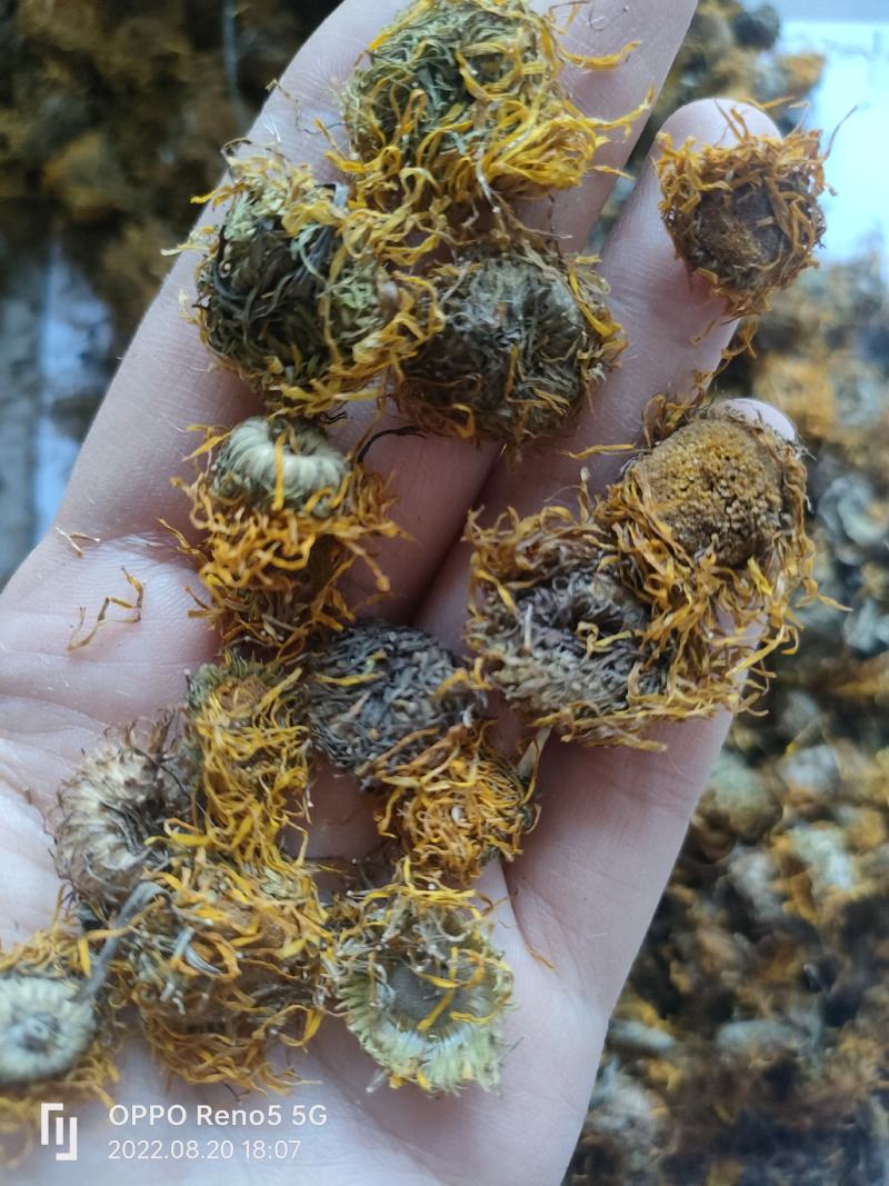 （热销）旋覆花旋复花大货收购量多从优实物拍摄地道药材