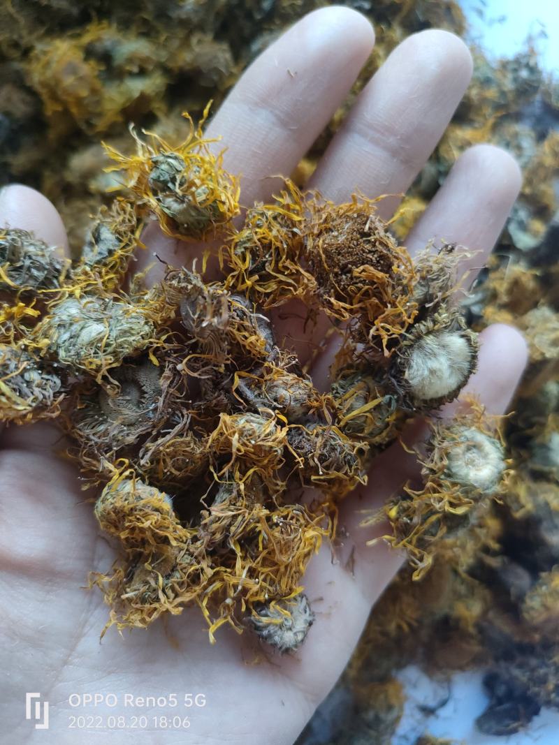 （热销）旋覆花旋复花大货收购量多从优实物拍摄地道药材