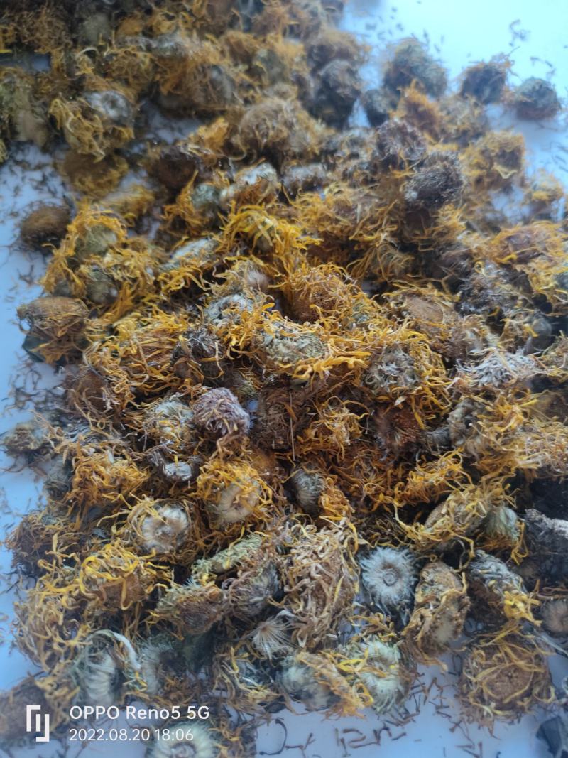 （热销）旋覆花旋复花大货收购量多从优实物拍摄地道药材