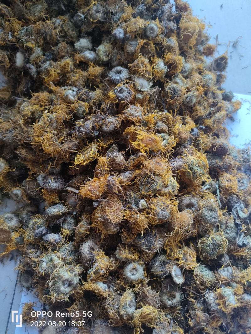 （热销）旋覆花旋复花大货收购量多从优实物拍摄地道药材