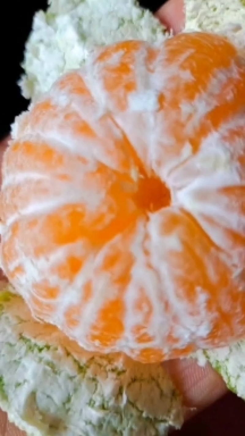 湖北宜昌特早熟蜜橘大量供货中诚信经营保质保量现摘现发