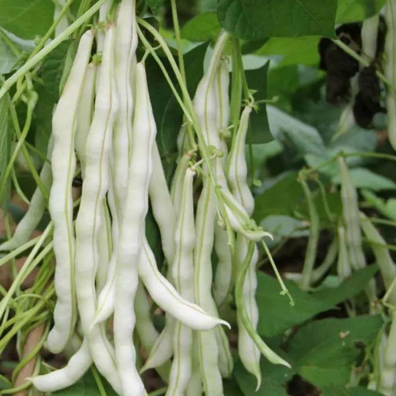 龙盛春秋架豆种子早熟丰产红花白荚四季豆种籽芸豆种子农家