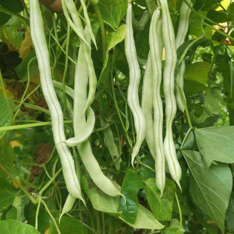 龙盛春秋架豆种子早熟丰产红花白荚四季豆种籽芸豆种子农家