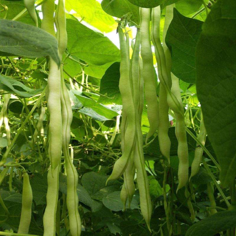 春秋两用红花白荚架豆种子早熟高产荚长四季豆种籽架豆角