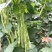 春秋两用红花白荚架豆种子早熟高产荚长四季豆种籽架豆角