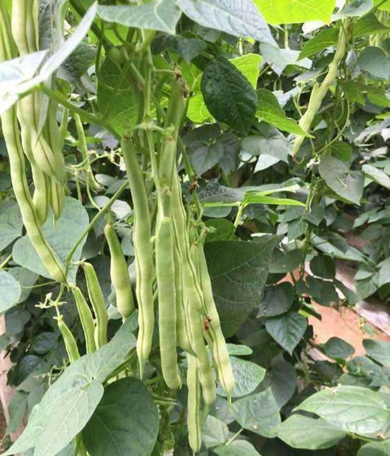 春秋两用红花白荚架豆种子早熟高产荚长四季豆种籽架豆角