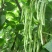 春秋两用红花白荚架豆种子早熟高产荚长四季豆种籽架豆角