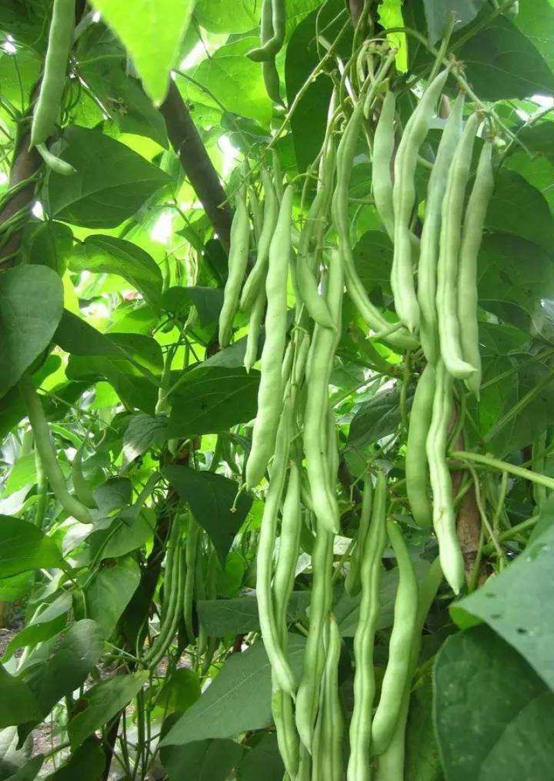 春秋两用红花白荚架豆种子早熟高产荚长四季豆种籽架豆角