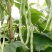 春秋两用红花白荚架豆种子早熟高产荚长四季豆种籽架豆角