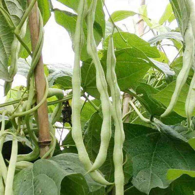 春秋两用红花白荚架豆种子早熟高产荚长四季豆种籽架豆角