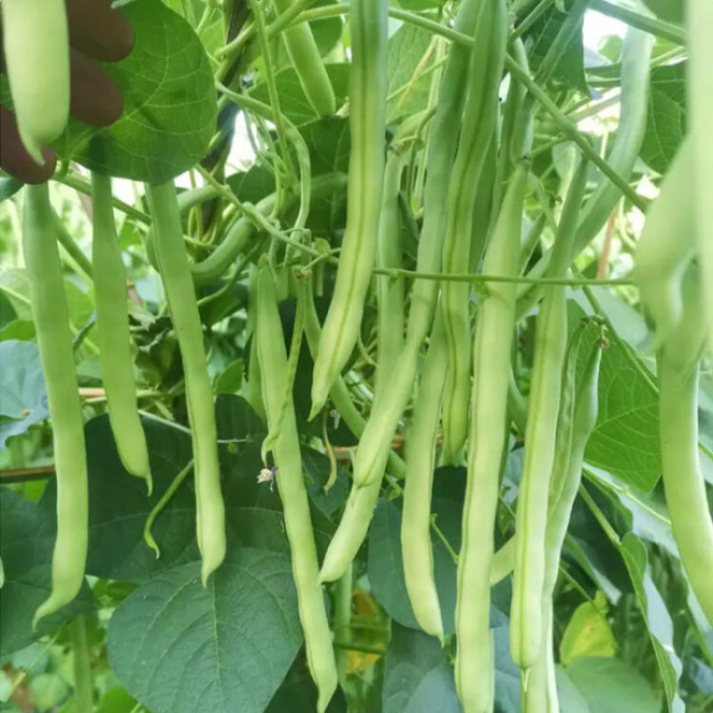 春秋两用红花白荚架豆种子早熟高产荚长四季豆种籽架豆角
