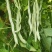 春秋两用红花白荚架豆种子早熟高产荚长四季豆种籽架豆角
