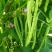 春秋两用红花白荚架豆种子早熟高产荚长四季豆种籽架豆角