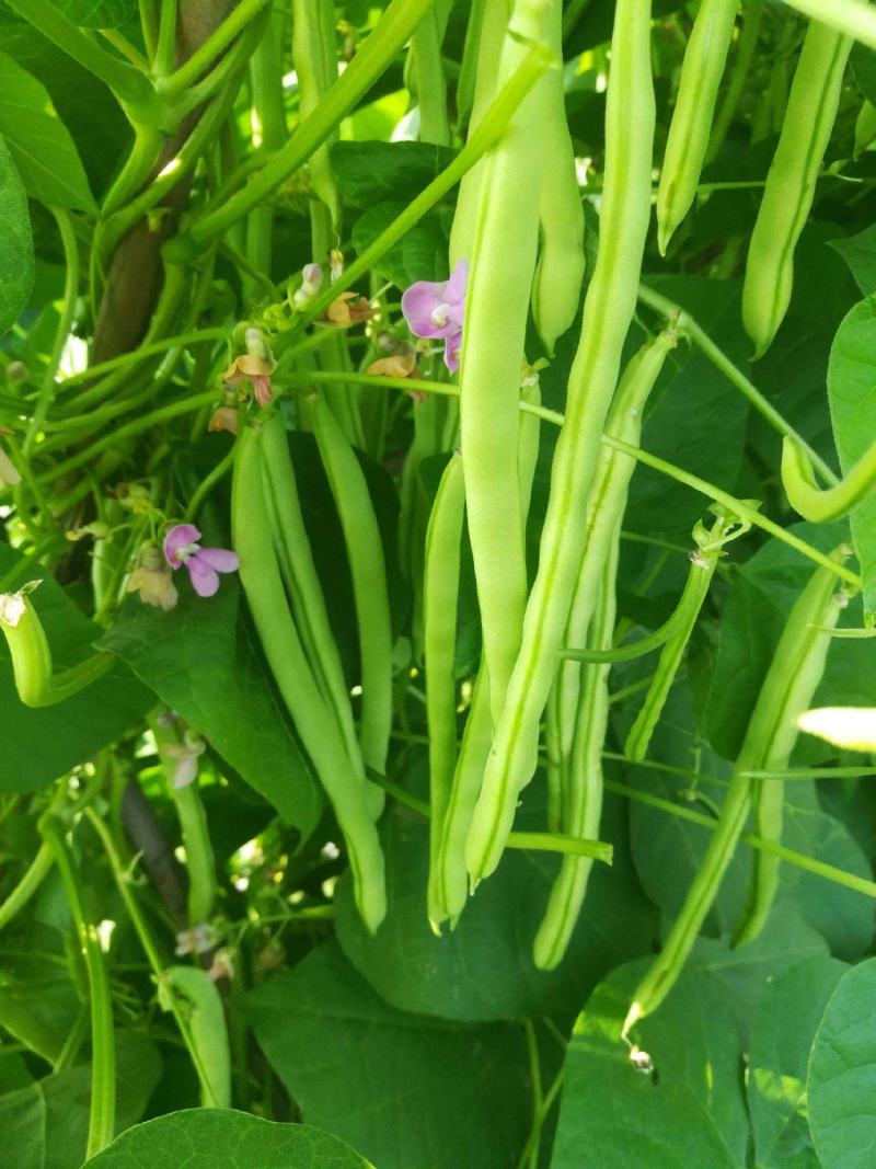 春秋两用红花白荚架豆种子早熟高产荚长四季豆种籽架豆角