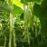 春秋两用红花白荚架豆种子早熟高产荚长四季豆种籽架豆角