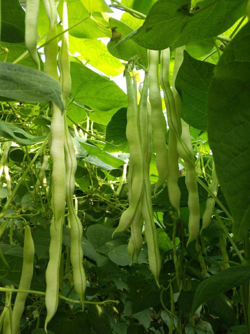 春秋两用红花白荚架豆种子早熟高产荚长四季豆种籽架豆角