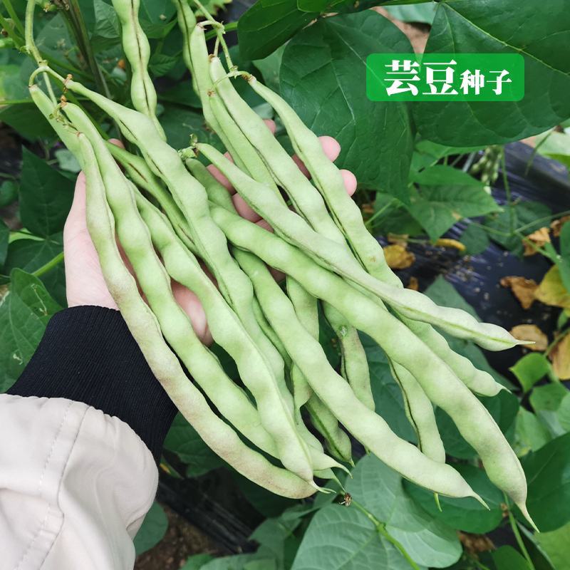领航一号架豆王种子九粒白种子春秋四季架豆种子搭架子