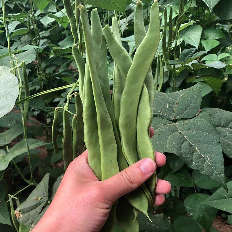 三好冠军芸豆种子春秋种植早熟肉厚高产抗病白嫩荚芸豆