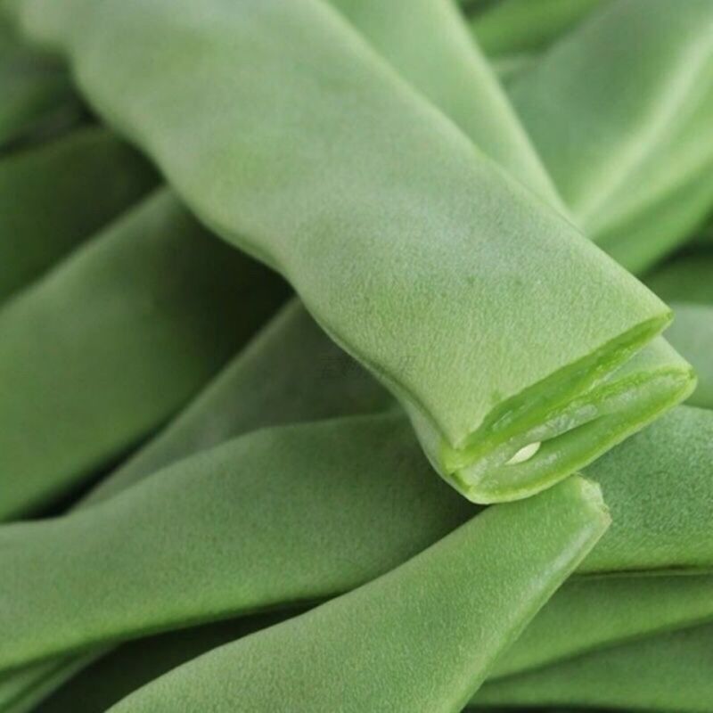 三好冠军芸豆种子春秋种植早熟肉厚高产抗病白嫩荚芸豆