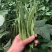 三好冠军芸豆种子春秋种植早熟肉厚高产抗病白嫩荚芸豆