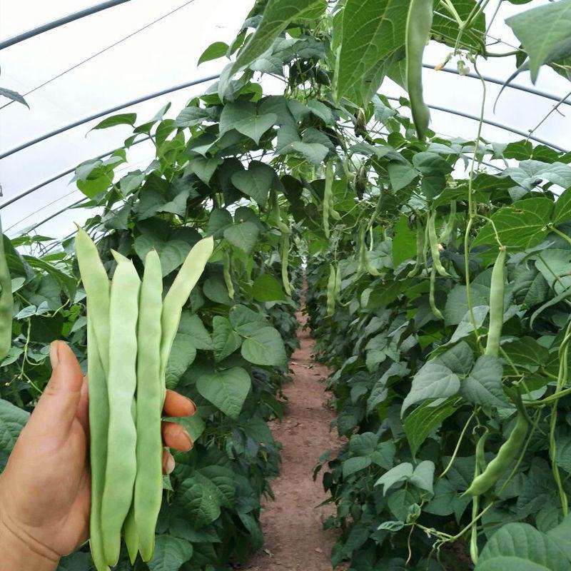三好冠军芸豆种子春秋种植早熟肉厚高产抗病白嫩荚芸豆
