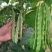 三好冠军芸豆种子春秋种植早熟肉厚高产抗病白嫩荚芸豆