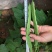 三好冠军芸豆种子春秋种植早熟肉厚高产抗病白嫩荚芸豆