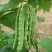 三好冠军芸豆种子春秋种植早熟肉厚高产抗病白嫩荚芸豆