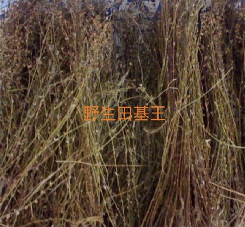 田基黄野生田基黄药材量大从优。