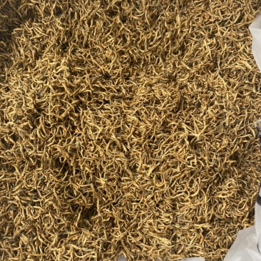 虫茶虫屎荼养生茶大量从优