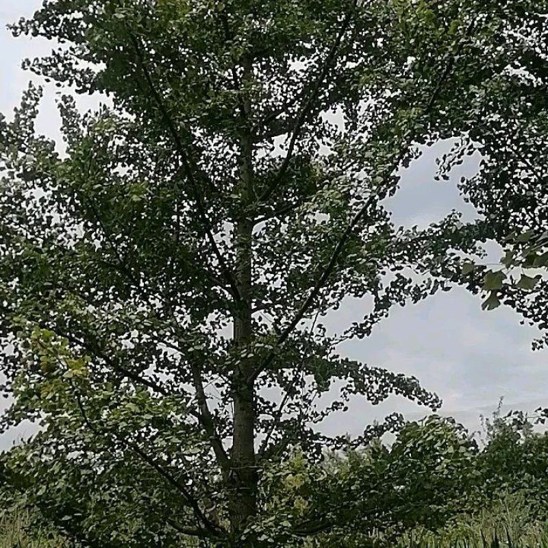 24银杏树