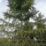 24银杏树