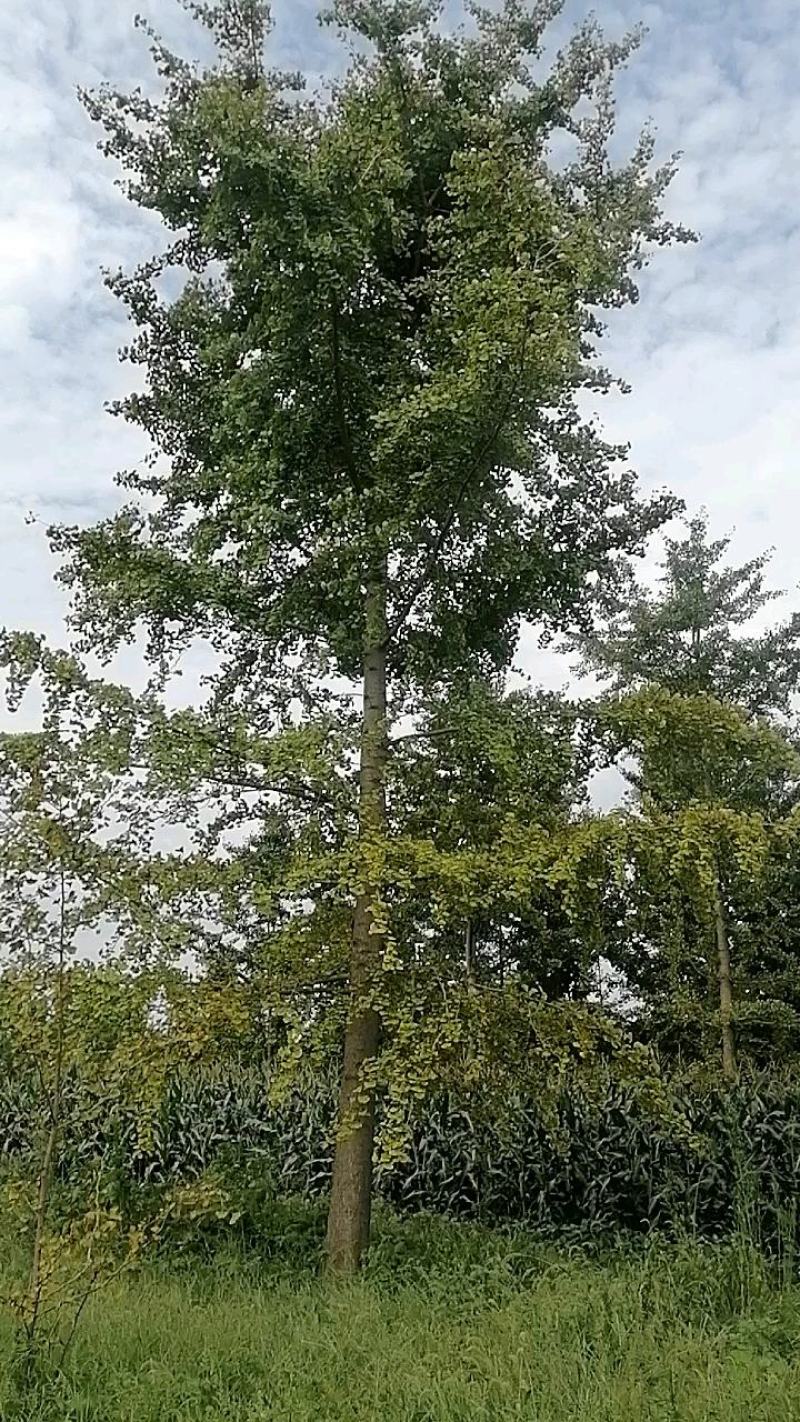 24银杏树