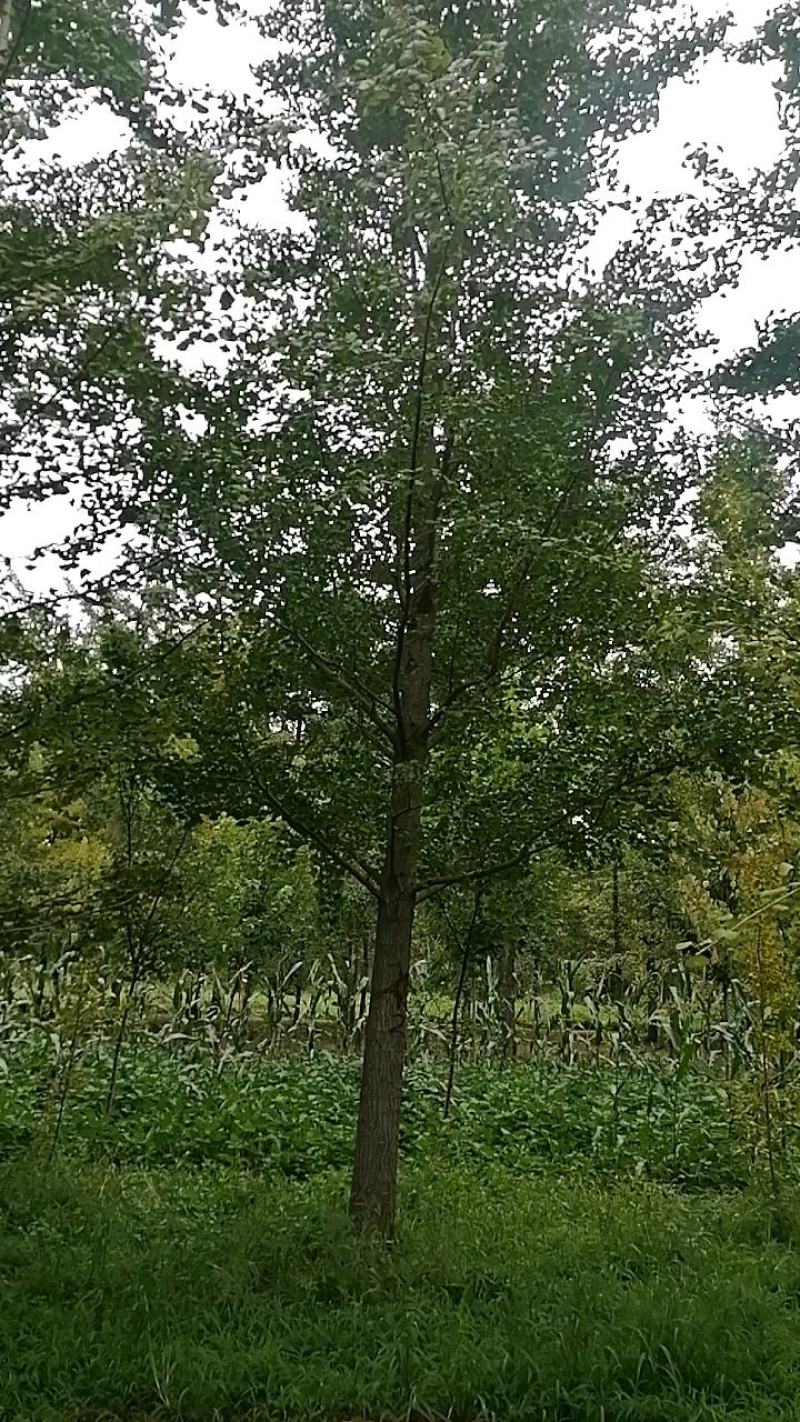 24银杏树