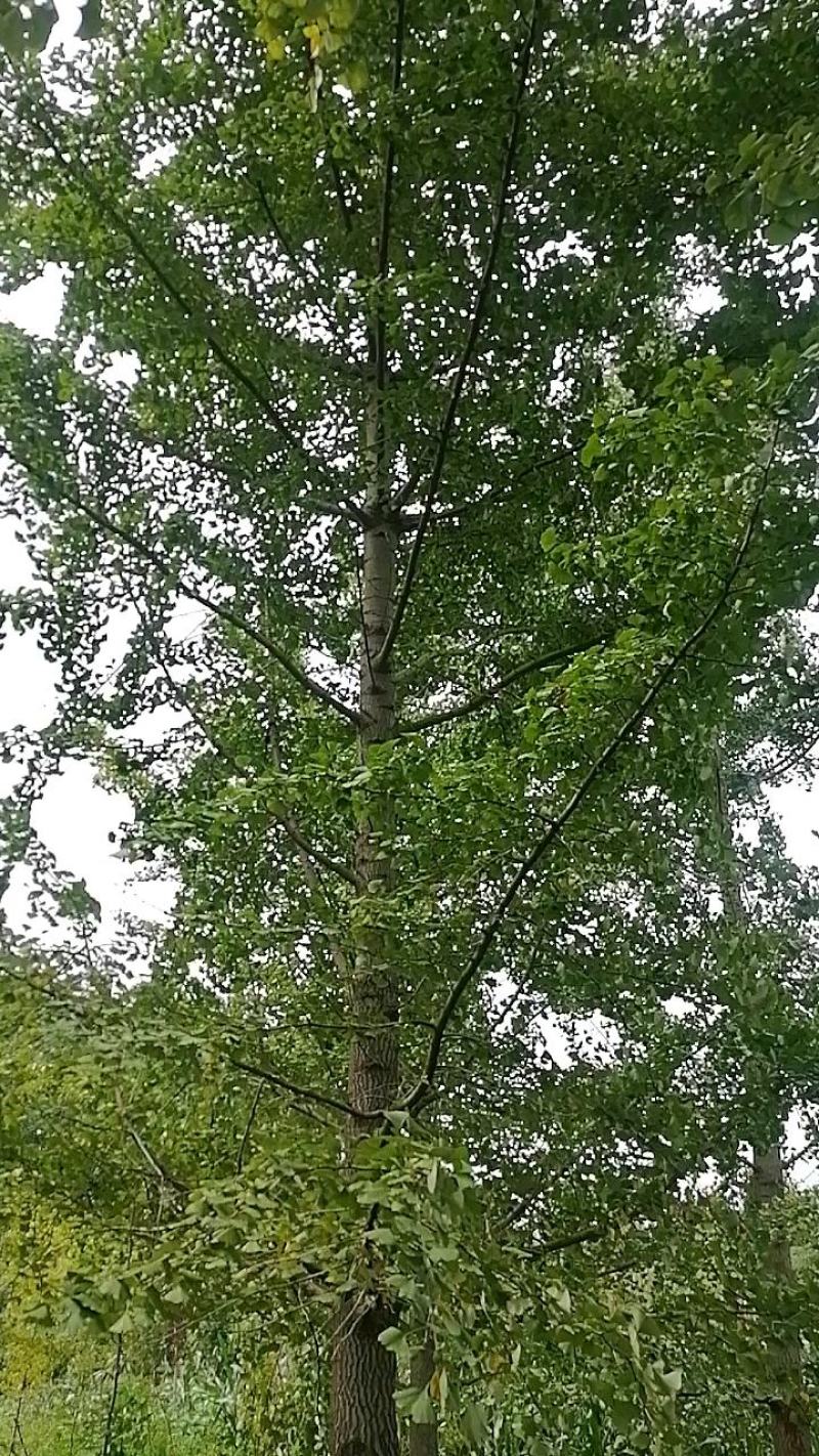 24银杏树