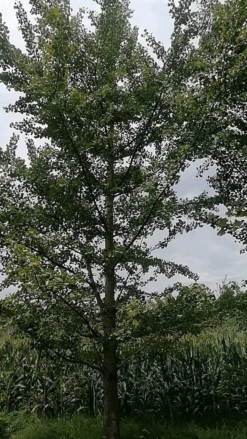 24银杏树