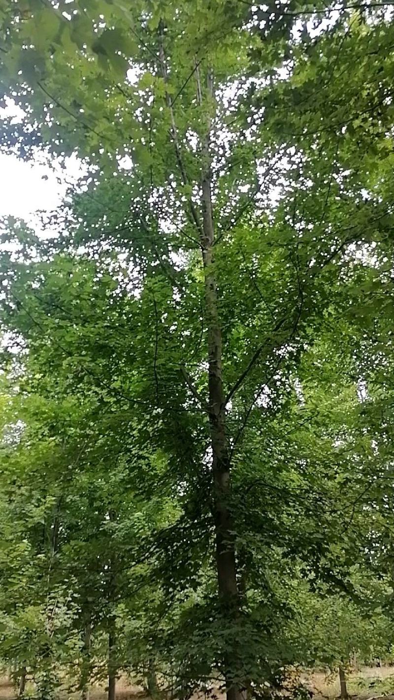 24银杏树