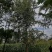 24银杏树