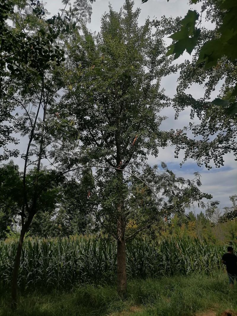 24银杏树