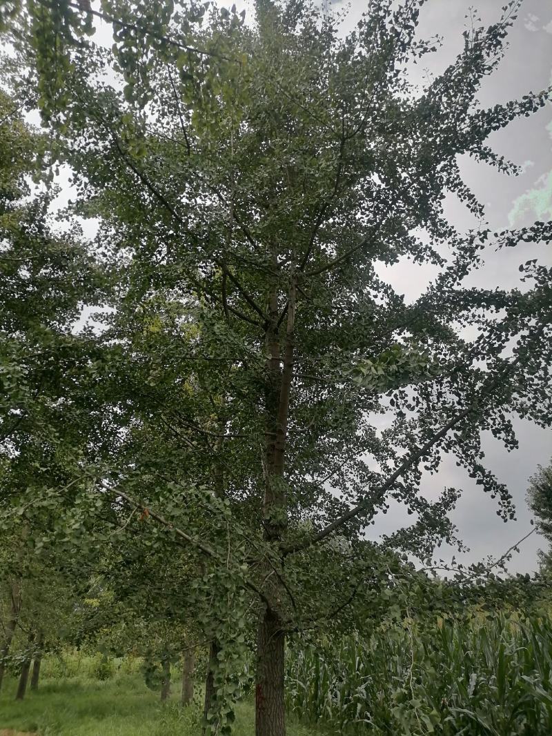 24银杏树