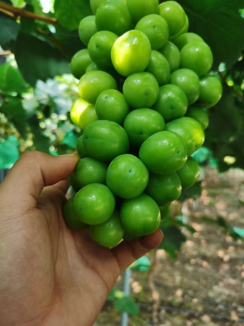 阳光玫瑰