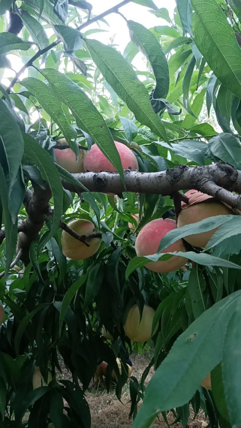 永连密挑