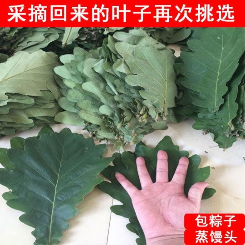 精选粽叶槲叶野生大号槲叶新鲜晒干菠萝叶饼桲椤叶端午节包