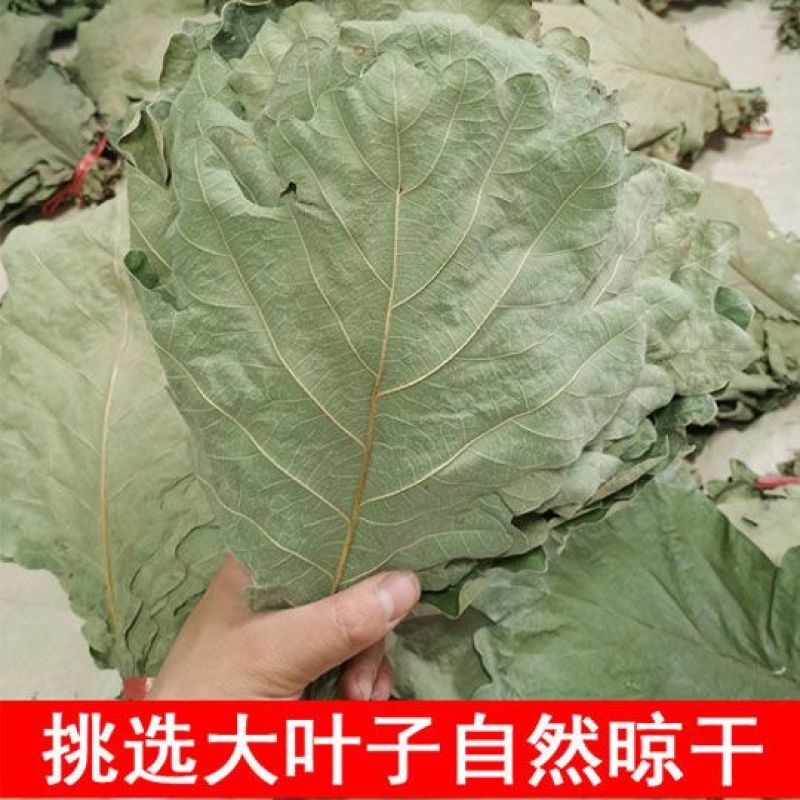 精选粽叶槲叶野生大号槲叶新鲜晒干菠萝叶饼桲椤叶端午节包