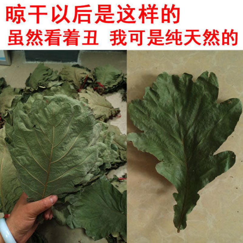 精选粽叶槲叶野生大号槲叶新鲜晒干菠萝叶饼桲椤叶端午节包